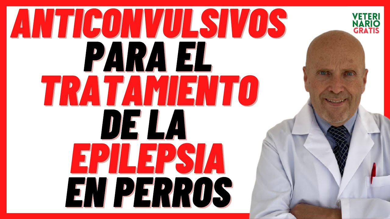 Tratamiento efectivo de gabapentina para perros