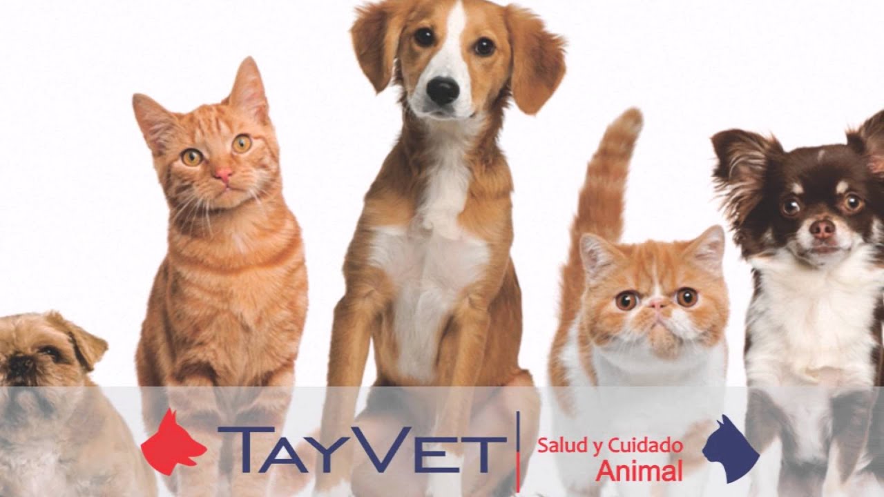 Todo lo que necesitas saber sobre el medicamento Histafin 4 Todo lo que necesitas saber sobre el medicamento Histafin